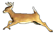animated_deer.gif